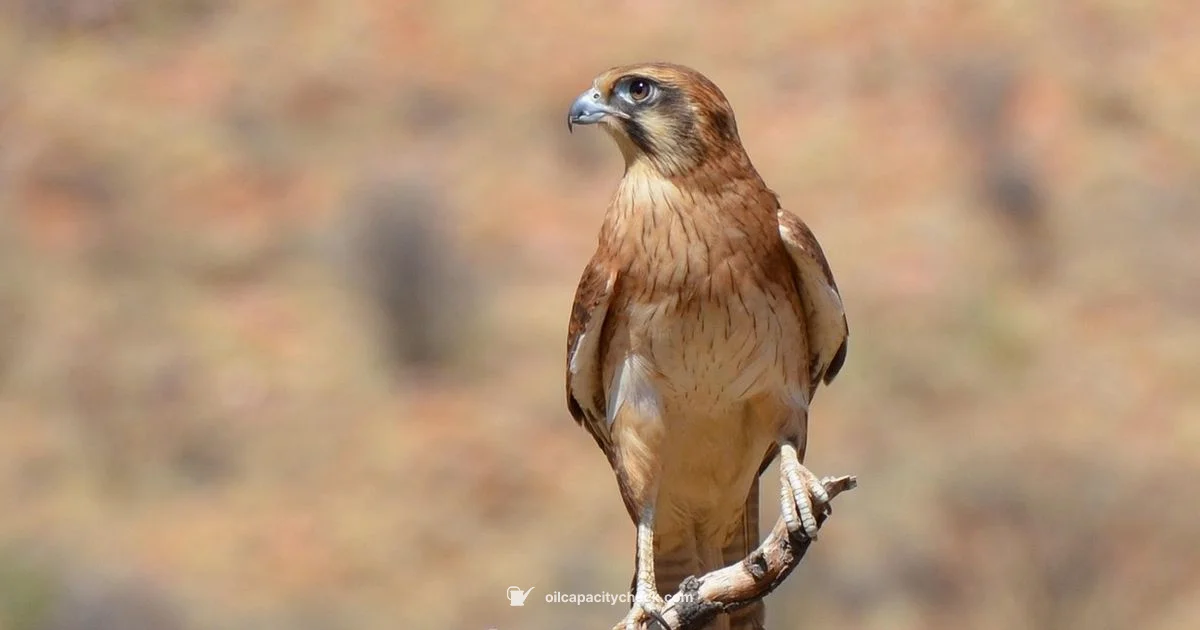 BA Falcon Filter Guide - Oil Capacity Check